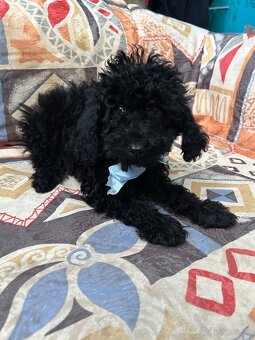 Pudel trpasličí - 2