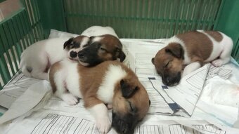 Foxteriér hladkosrstý od Hrubého lesa - 2