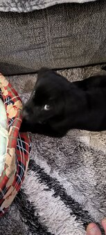 Šteniatko labradora - 2