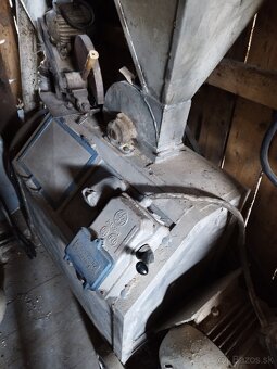 Predám kladivkovy srotovnik - 2