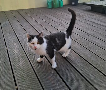 Darujem mačiatka - 2