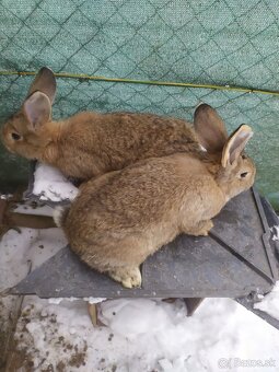Králiky - 2