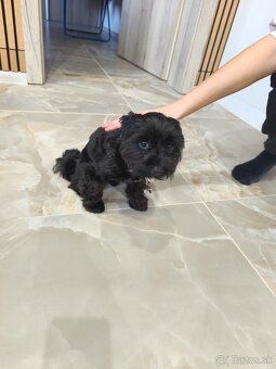 Black Yorkshire terrier - 2