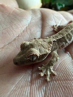 Terárium + Pagekon riasnatý - 2