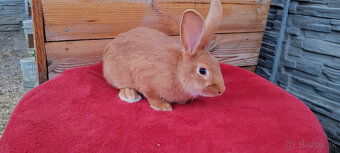 Predám samca burgundskeho králika - 2