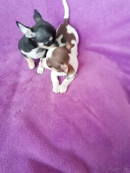 Čivava krátkosrstá - 2