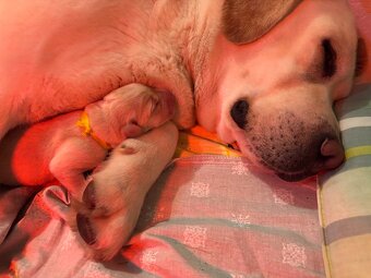 Labrador retriever - 2