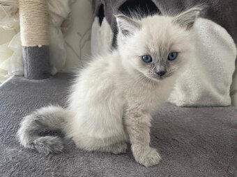 Kocúrikovia Ragdoll - 2