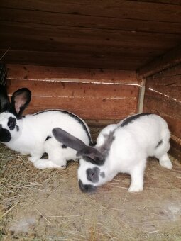 NOS - nemecký obrovitý strakač - 2