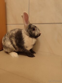 Darujem zajačika - 2