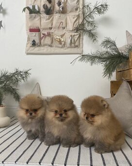 Pomeranian mini - 2