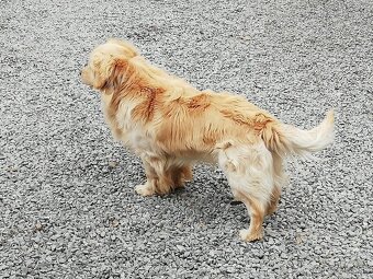 Zlatý retriever na krytie - 2