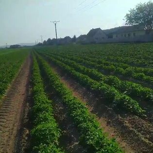 Mak ,,Major" zemiaky konzumne - 2