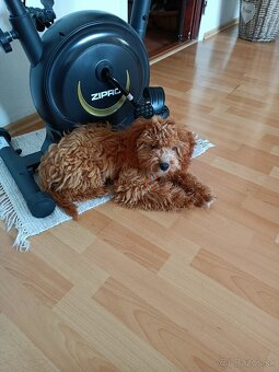Predám šteňa cavapoo - 2