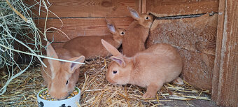 Predam burgundske kraliky - 2