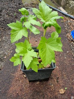 Vinicka cierna,ribezla - 2