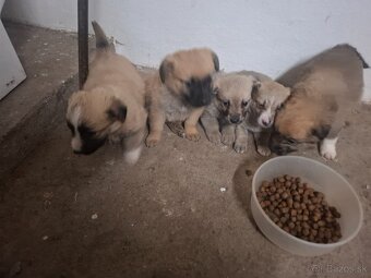 Predám šteniatka - 2