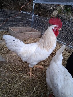 Predam kohút Dominant biely – 21 týždňov - 2