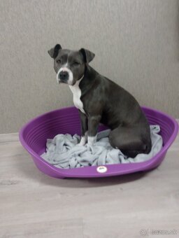 Americky stafordsirsky terier - 2