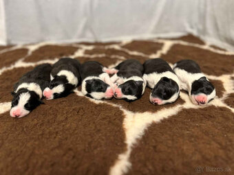 Border kólia s PP - 2