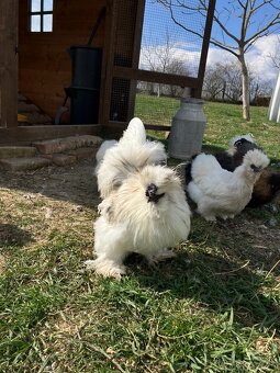 Predám/vymením kohútov hodvábničky - 2