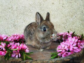 Zakrslé králiky-zajačiky - 2