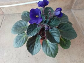 Africká fialka fialový kvet  1ks/3,30€+pošta - 2