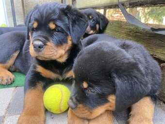 rottweiler - 2
