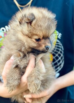 Pomeranian trpazlici spic - 2