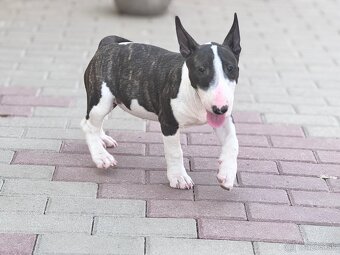 Miniatúrny bullterrier/ bullterier/bulterier - 2