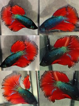 Betta Splendens - Bojovnica Pestrá. - 2