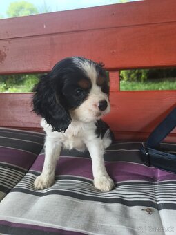 Cavalier king charles spaniel - 2