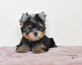 YORKSHIRE TERRIER s PP rodokmenom - yorkshirsky terier - 2