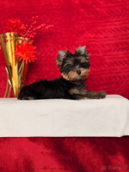 Yorkshire terrier, york - 2