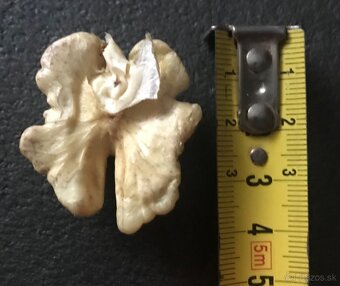 Orechy s medom - 2
