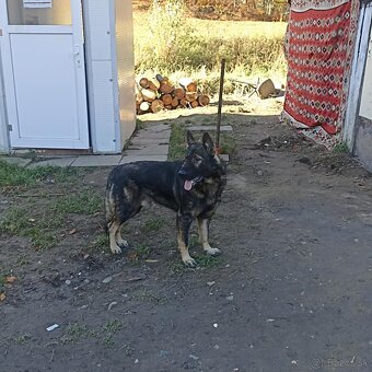 Nemecký ovčiak - 2