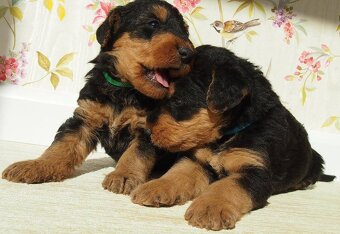 Airedale teriér / Erdelterier - šteniatka s PP - 2