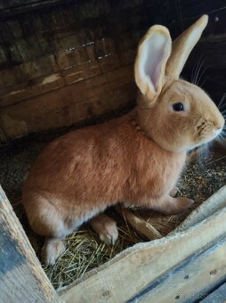 Burgundsky kralik. - 2