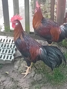 Vlaška Jarabičia. - 2