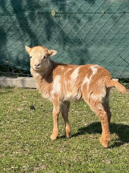 Predám Kamerunske jahňatá - 2