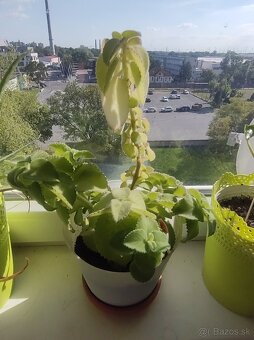 Predám nadchovnik, aloe Vera, potos - 2