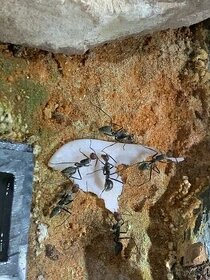 Mravce - Camponotus singularis - 2