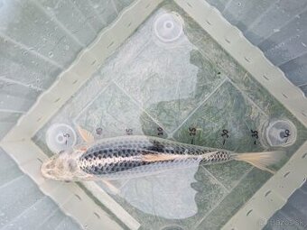 Koi - kapre 35 cm - 2
