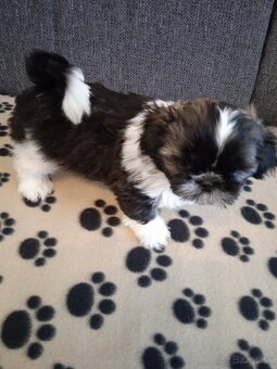 Psy shih-tzu - 2