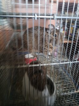 Odmäk degu - darujem - 2