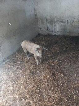 Mangalica,odstavča - 2