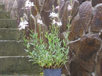 Gaura - 2
