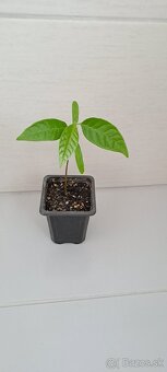 Anonna reciculata-Byčie srdce - 2