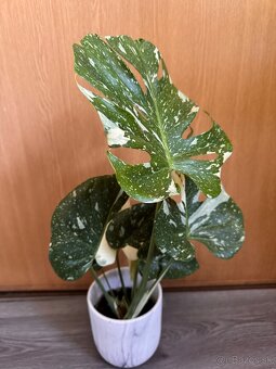 monstera thai - 2