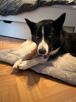 Husky / Border kólia - 2